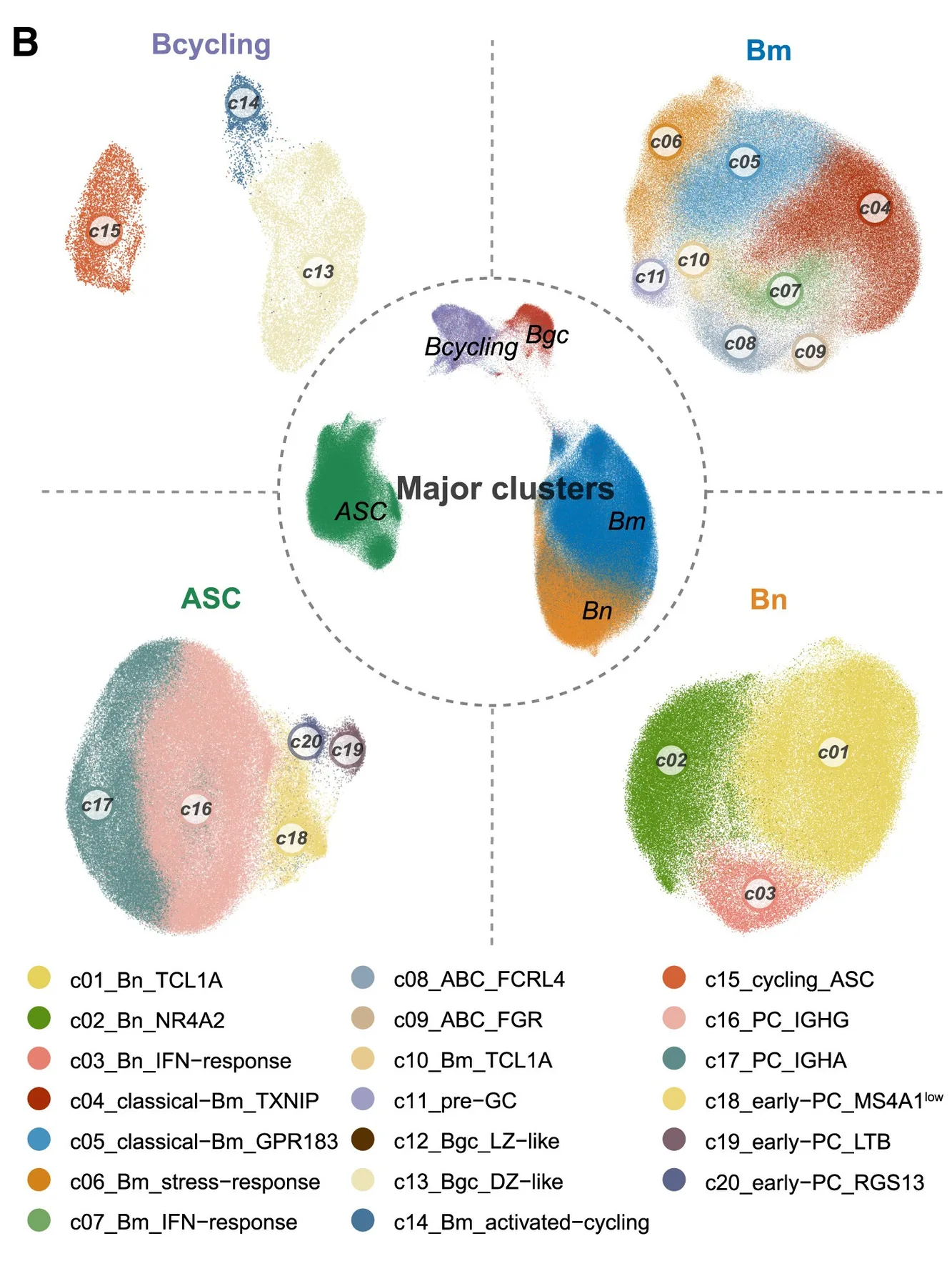 Twenty B-cell clusters and their color legend in Figure 1B of the paper